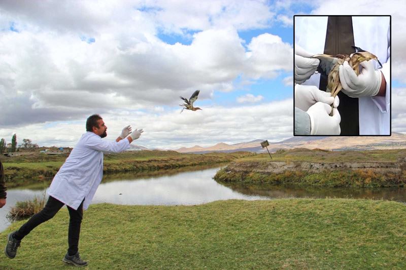 Tedavi edilen Hint Gölet Balıkçıl Kuşu doğaya bırakıldı
