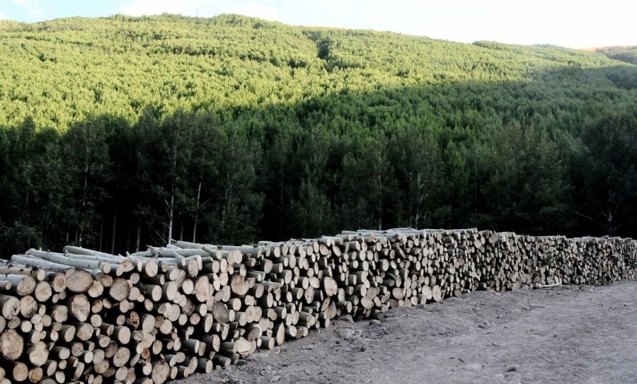 HACILAR ORTASEKİ ORMANLIK BÖLGESİ KAVAKLARI SEKA