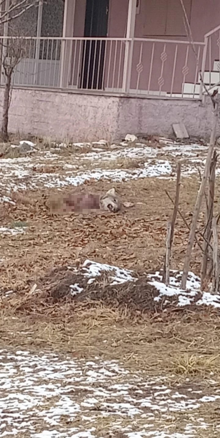 Aç kurtlar birbirlerini yedi
