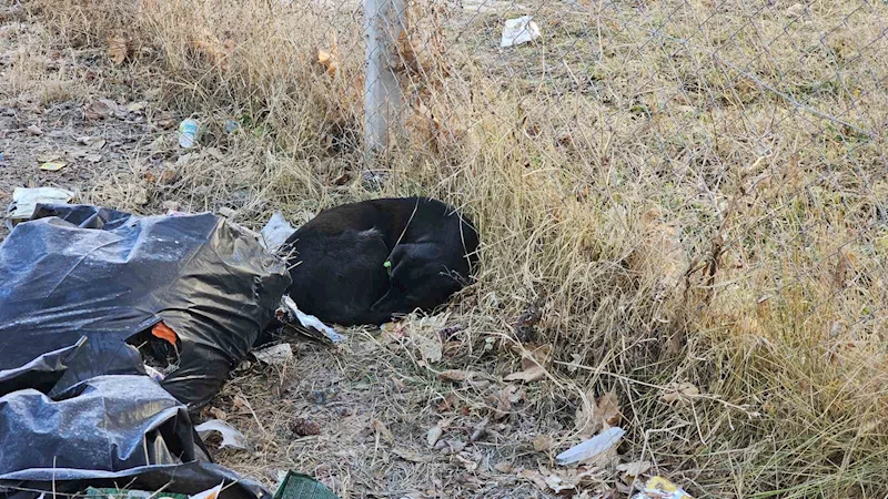 Sevdiği köpeğin ısırdığı ortaokul öğrencisi yaralandı
