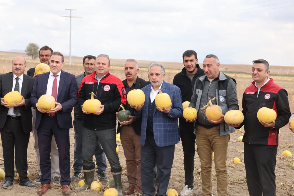 SÜLEYMANLI’DA KABAK HASADI BAŞLADI