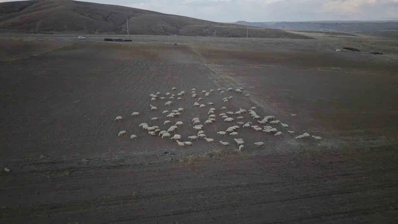 Başkan Büyükkılıç’ın projesi ile kırsalda koyun sayısı arttı, meralar canlandı
