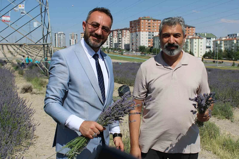 Çiftçilere örnek olması için ekilen lavantanın 4. hasadı yapıldı
